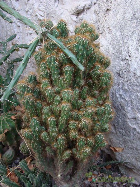 A photo of Cereus peruvianus fma. monstruosa