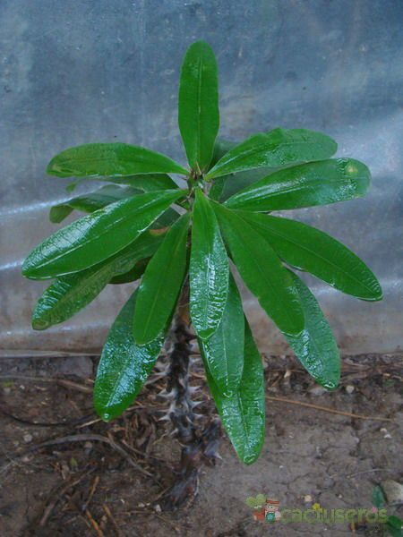 A photo of Euphorbia milii var. hislopii