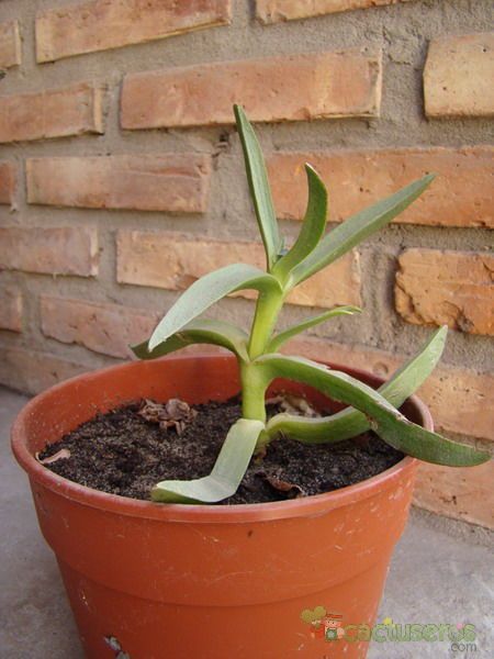 A photo of Carpobrotus acinaciformis