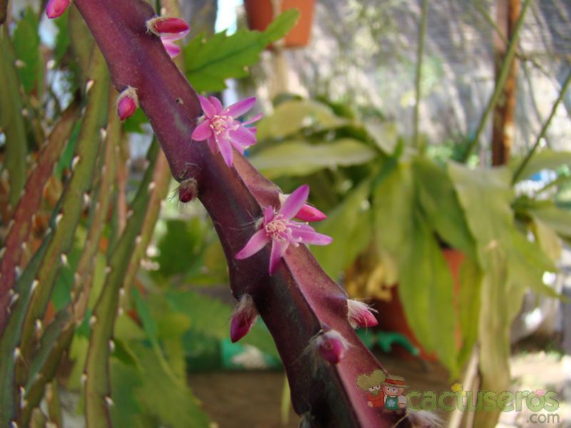 A photo of Lepismium cruciforme