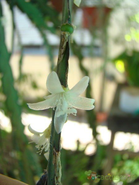 Una foto de Rhipsalis lorentziana
