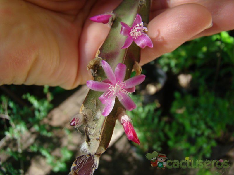 A photo of Lepismium cruciforme