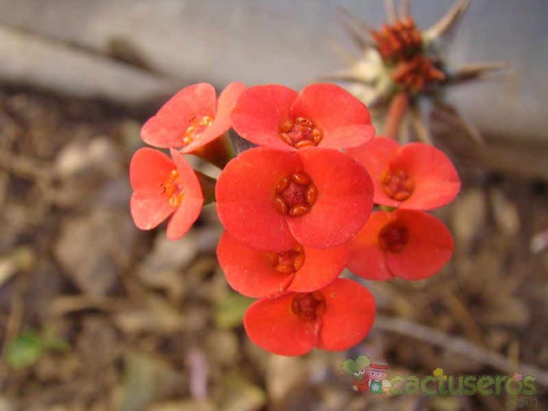 A photo of Euphorbia milii var. hislopii