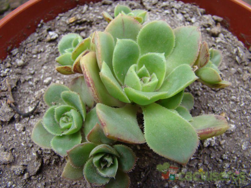A photo of Aeonium haworthii