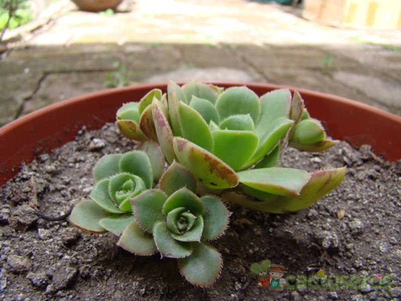 A photo of Aeonium haworthii