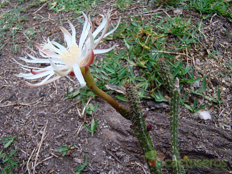 Una foto de Harrisia pomanensis