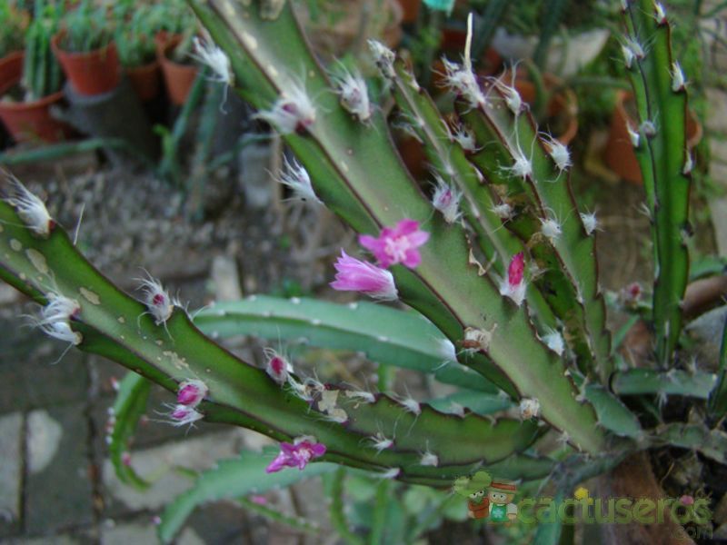 A photo of Lepismium cruciforme