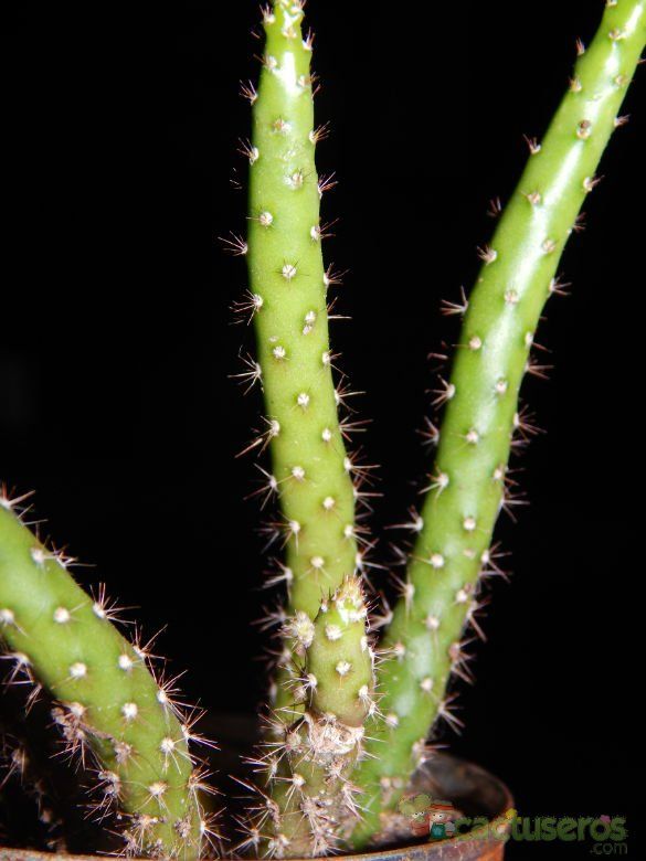 Una foto de Opuntia salmiana