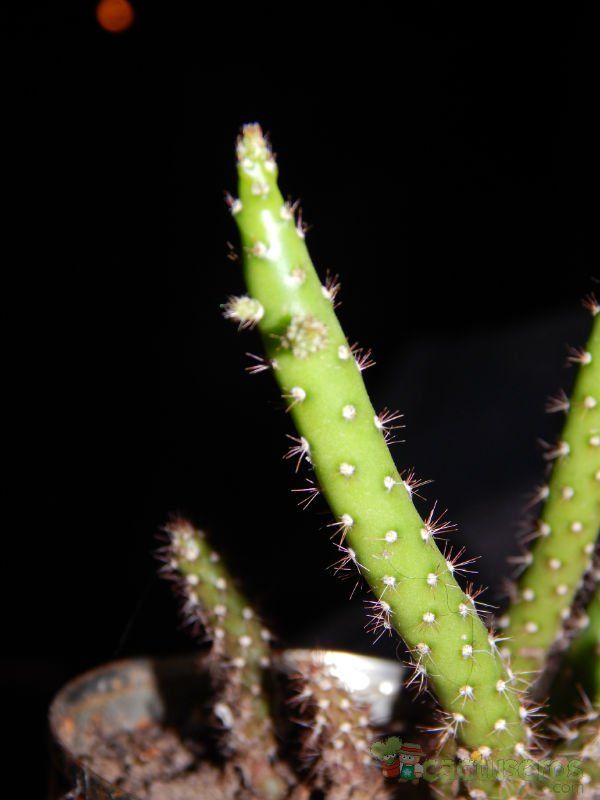 Una foto de Opuntia salmiana