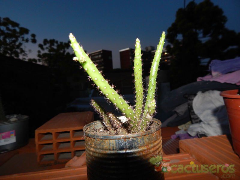 Una foto de Opuntia salmiana