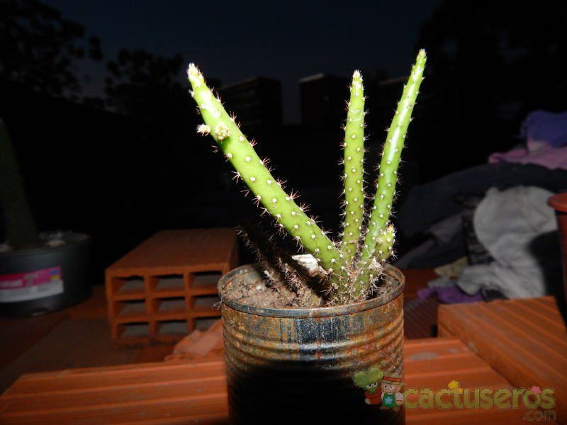 Una foto de Opuntia salmiana