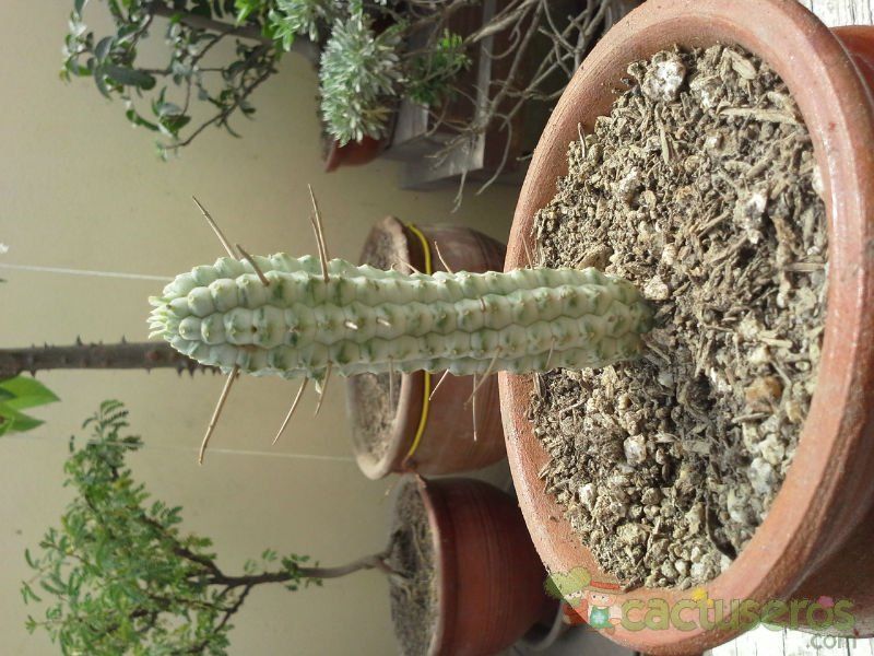 Una foto de Euphorbia mammillaris fma. variegada