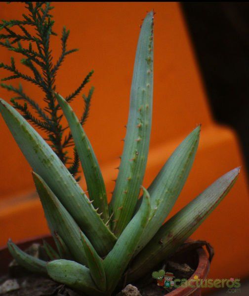 A photo of Aloe krapohliana