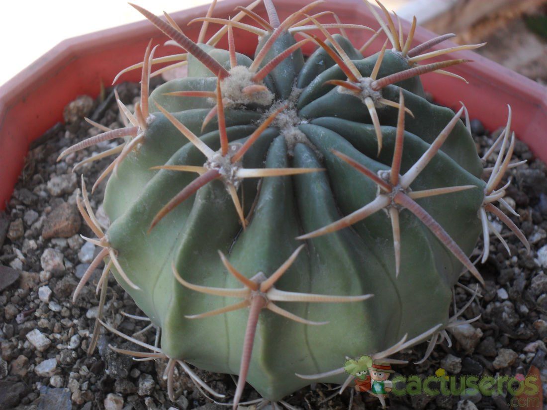 A photo of Echinocactus texensis