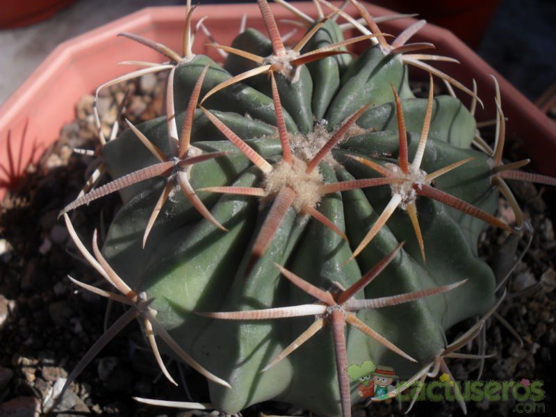 A photo of Echinocactus texensis