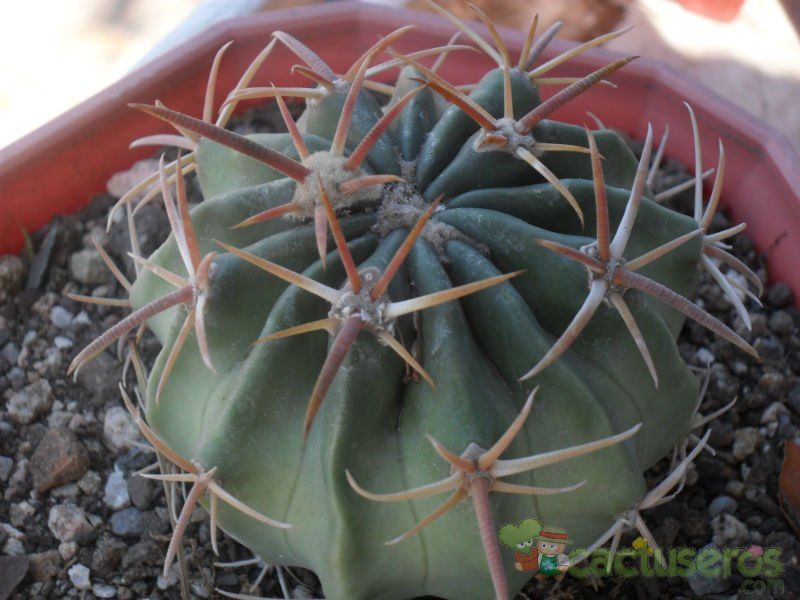 A photo of Echinocactus texensis