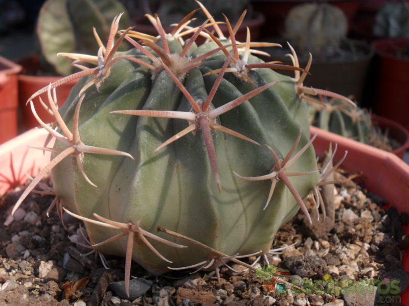 A photo of Echinocactus texensis