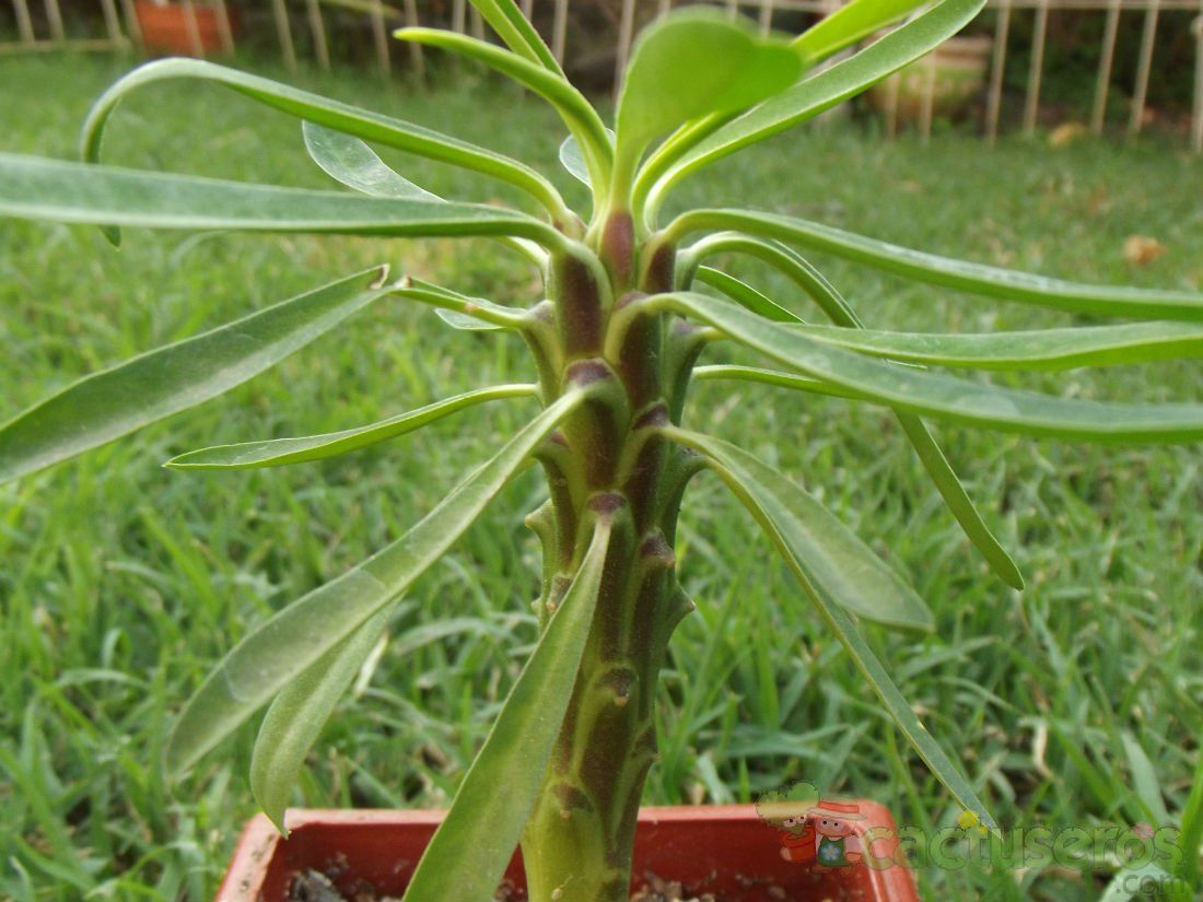 A photo of Euphorbia bubalina