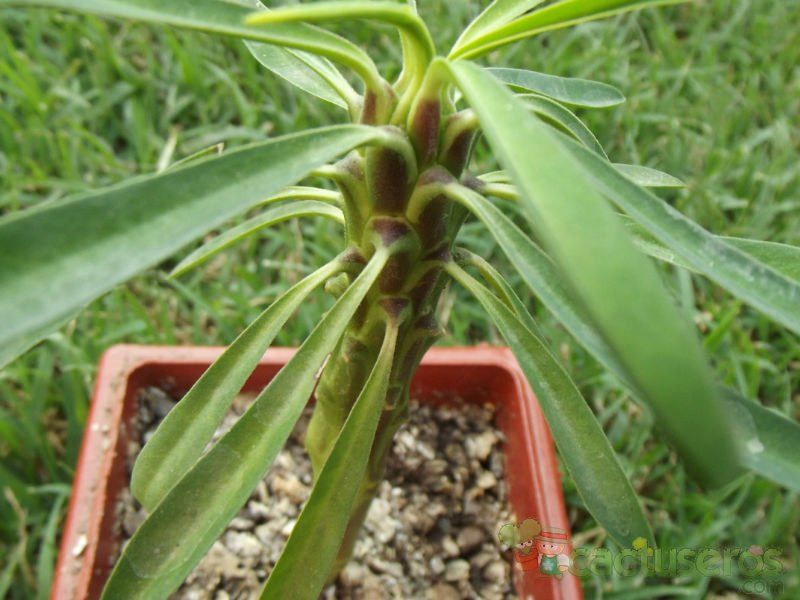Una foto de Euphorbia bubalina