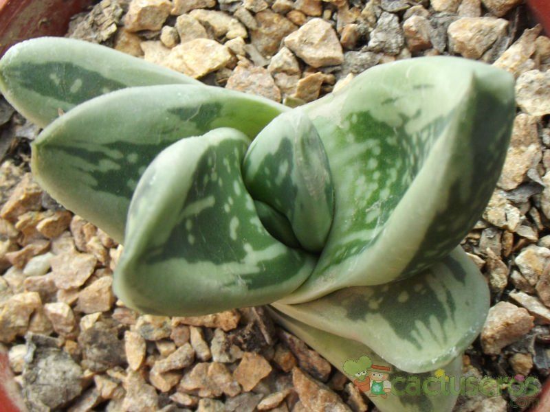 Una foto de Gasteria gracilis f. variegata