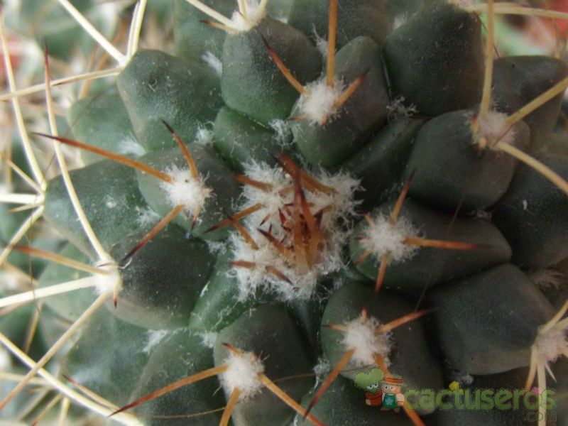 Una foto de Mammillaria compressa ssp. compressa
