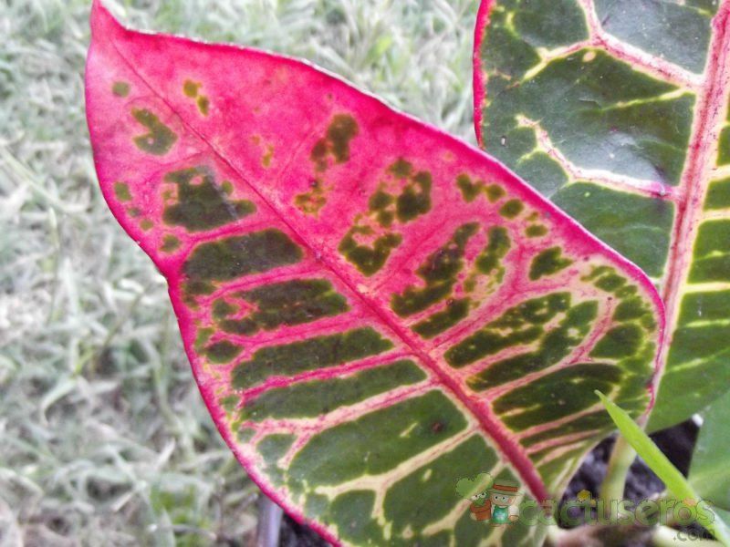 A photo of Codiaeum variegatum