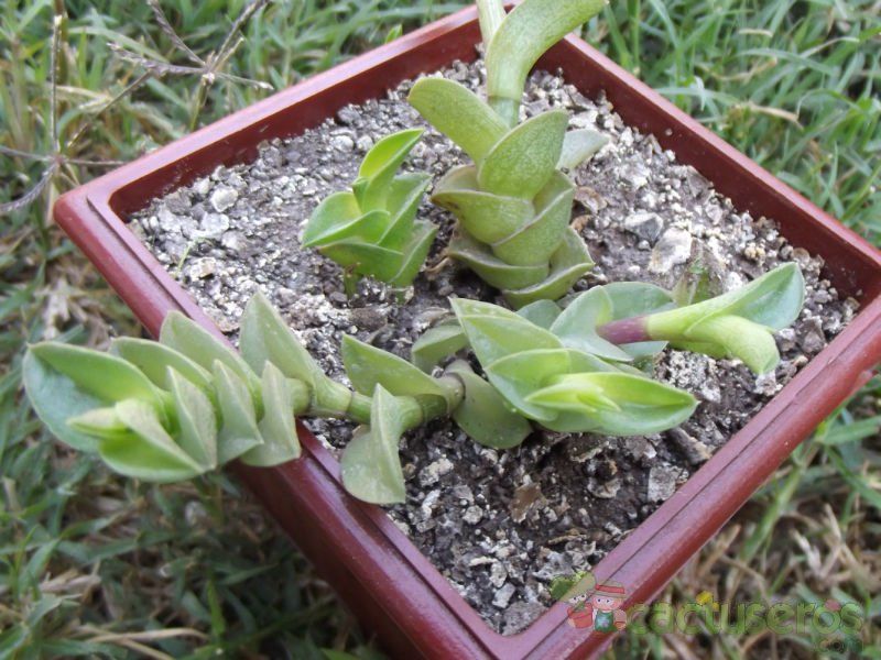 A photo of Callisia navicularis