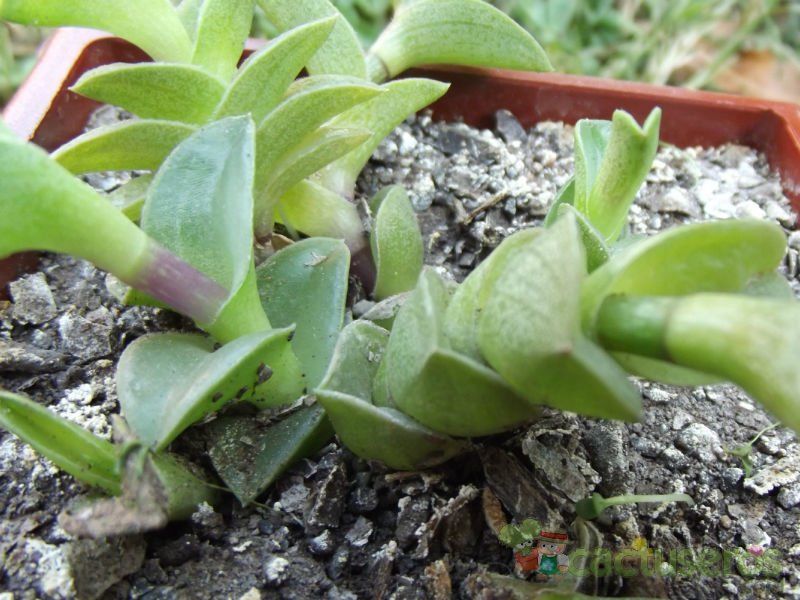 A photo of Callisia navicularis