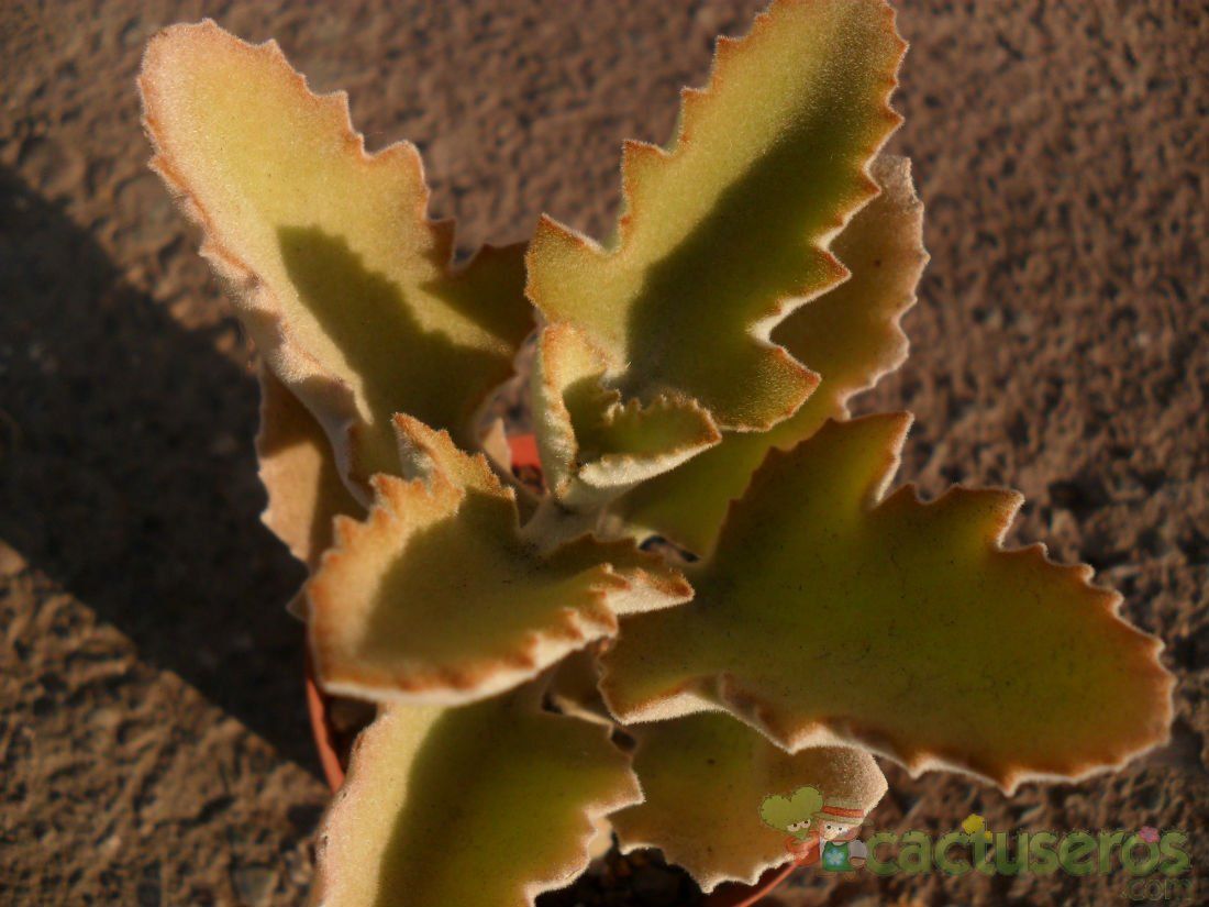 A photo of Kalanchoe beharensis
