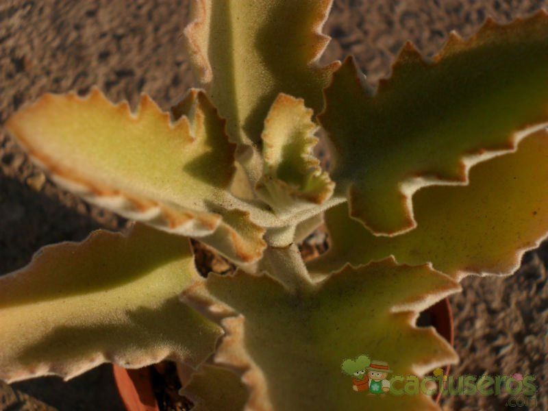 A photo of Kalanchoe beharensis