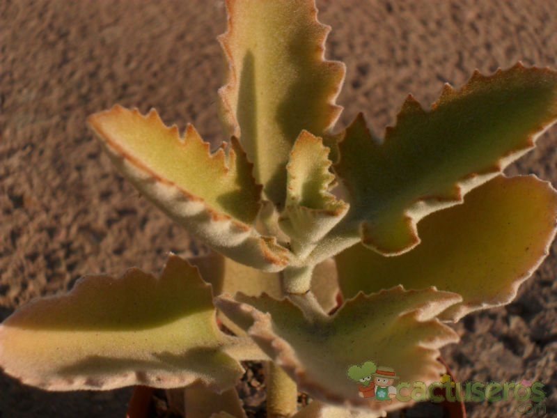 A photo of Kalanchoe beharensis