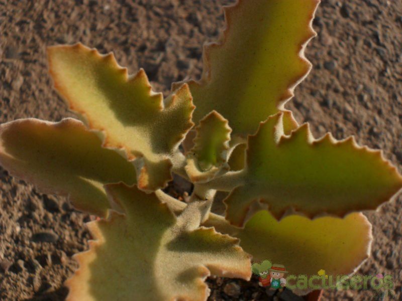 A photo of Kalanchoe beharensis