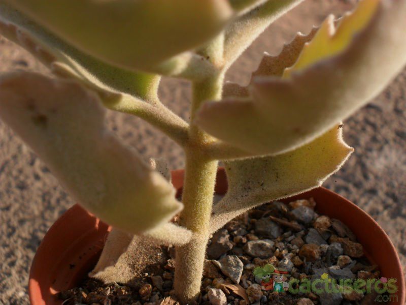 A photo of Kalanchoe beharensis