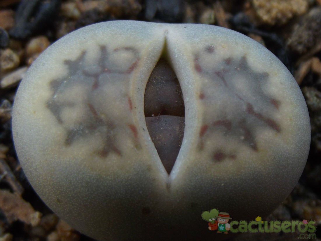 Una foto de Lithops schwantesii ssp. schwantesii v. schwantesii