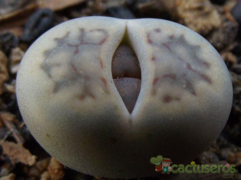 Una foto de Lithops schwantesii ssp. schwantesii v. schwantesii