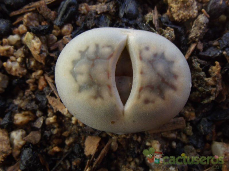 Una foto de Lithops schwantesii ssp. schwantesii v. schwantesii