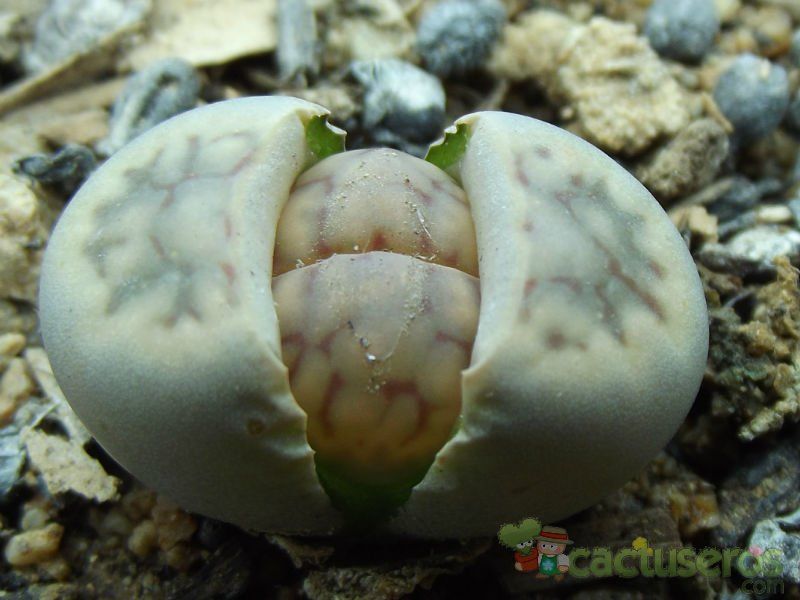 Una foto de Lithops schwantesii ssp. schwantesii v. schwantesii