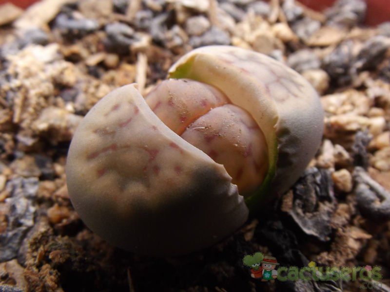 Una foto de Lithops schwantesii ssp. schwantesii v. schwantesii
