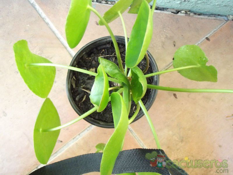 A photo of Pilea peperomioides  