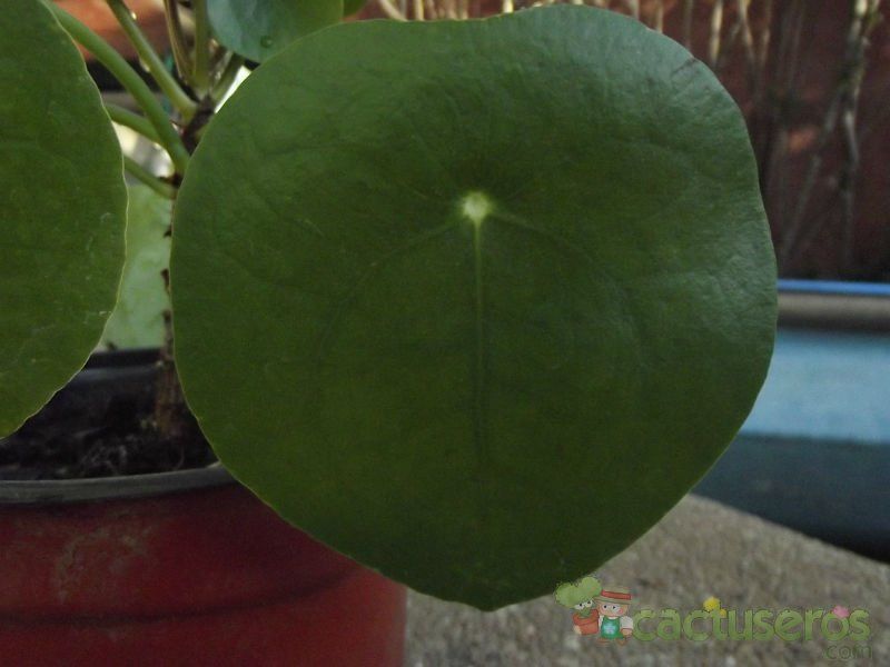 A photo of Pilea peperomioides  