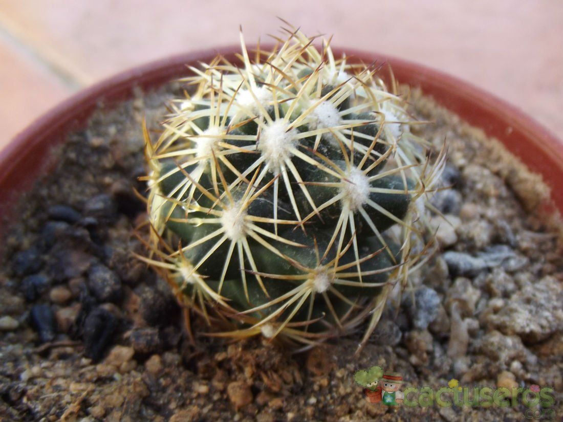A photo of Escobaria robbinsorum