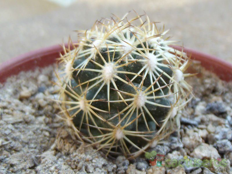 Una foto de Escobaria robbinsorum