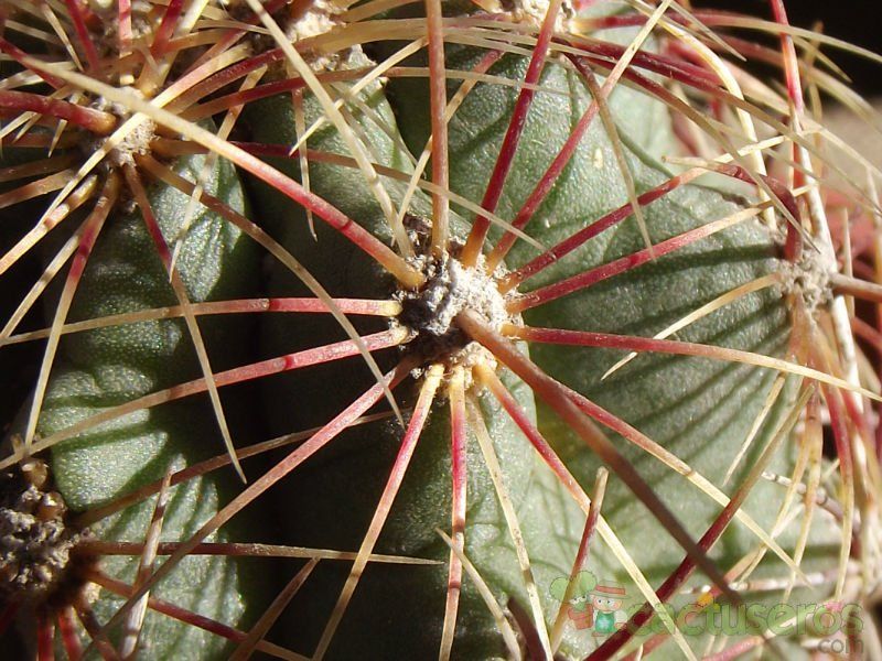 A photo of Thelocactus bicolor ssp. bicolor