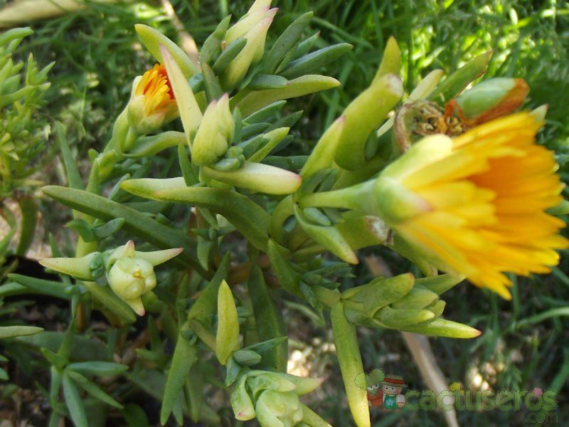 A photo of Lampranthus explanatus