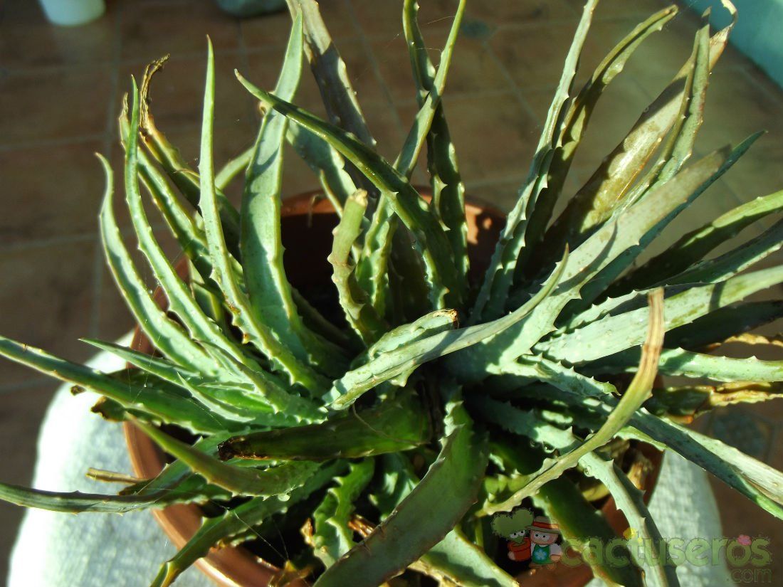 Una foto de Aloe fleuretteana  