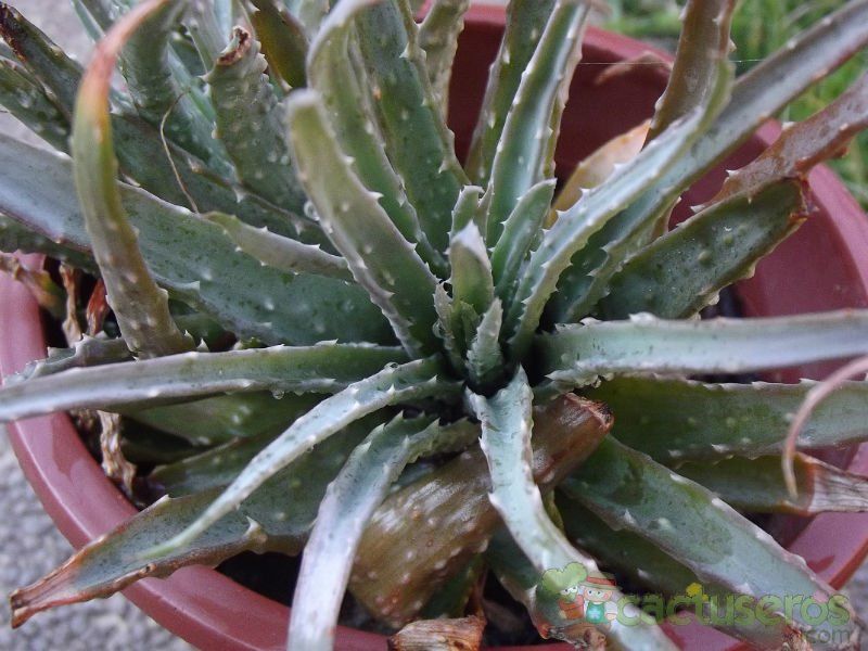 Una foto de Aloe fleuretteana  