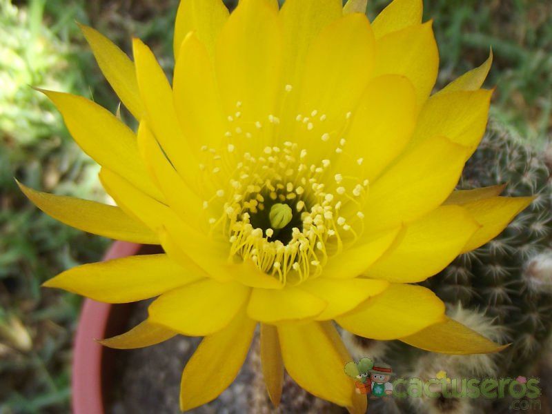 Una foto de Echinopsis ancistrophora