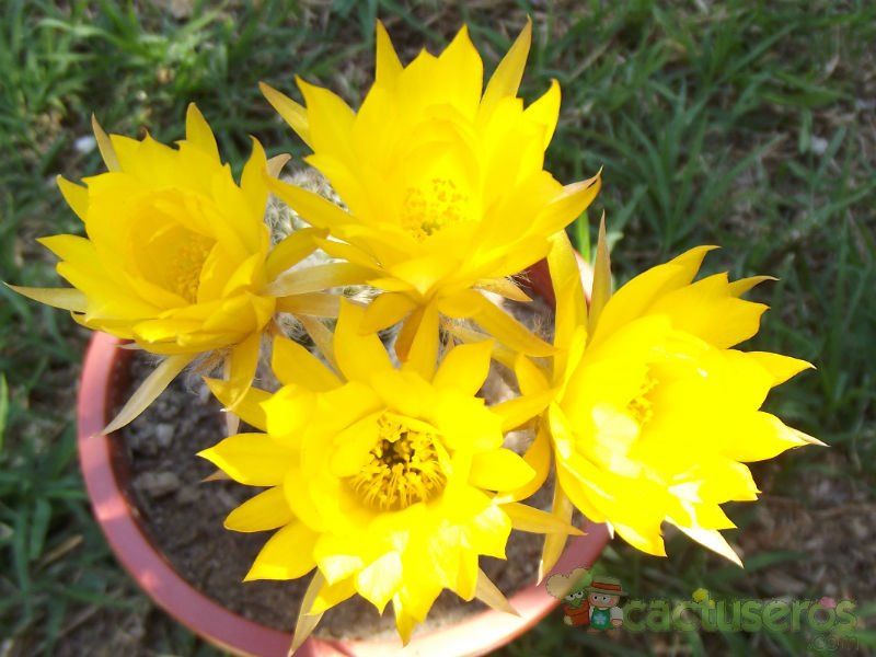 Una foto de Echinopsis ancistrophora