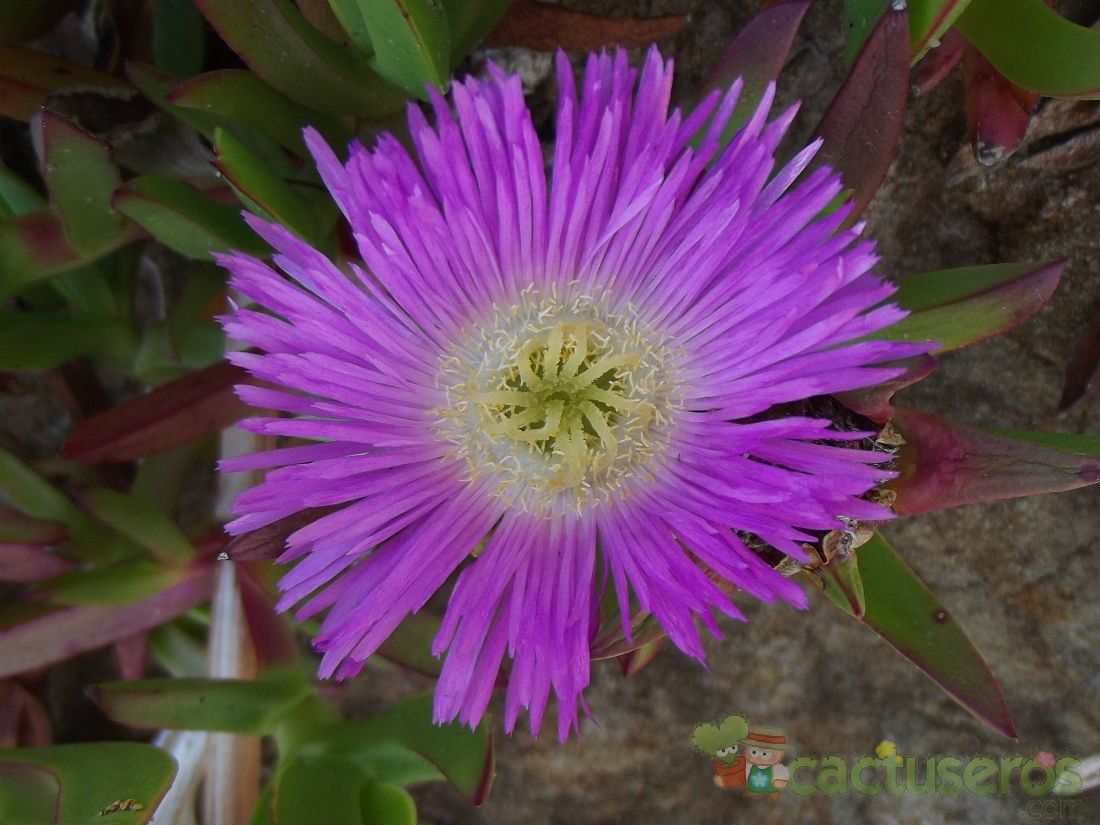 A photo of Carpobrotus chilensis