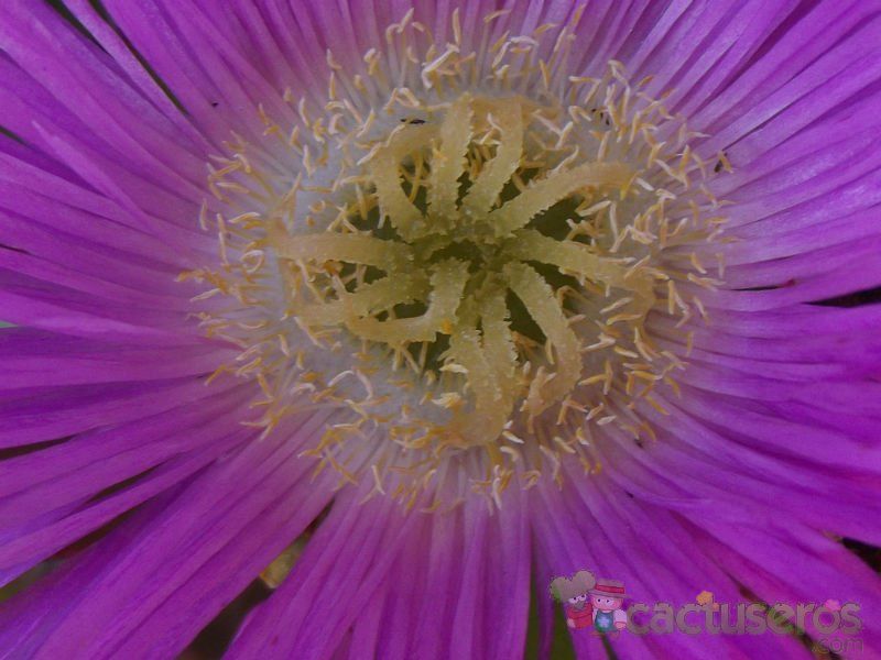 A photo of Carpobrotus chilensis